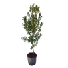 30L Pohutakawa - Metrosideros excelsa Maori Princess