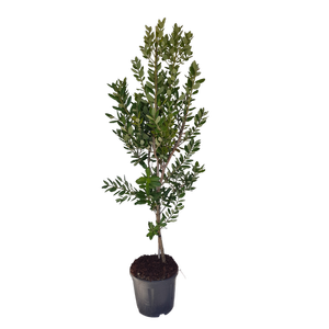 30L Pohutakawa - Metrosideros excelsa Maori Princess