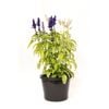 180mm Triple Treat Salvia - Salvia faranacea