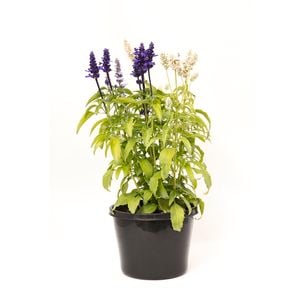 180mm Triple Treat Salvia - Salvia faranacea
