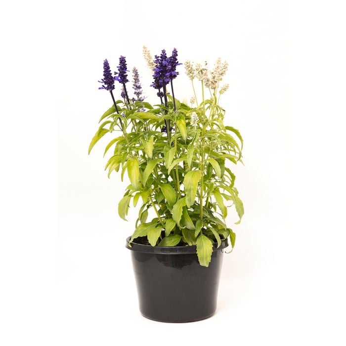 180mm Triple Treat Salvia - Salvia faranacea