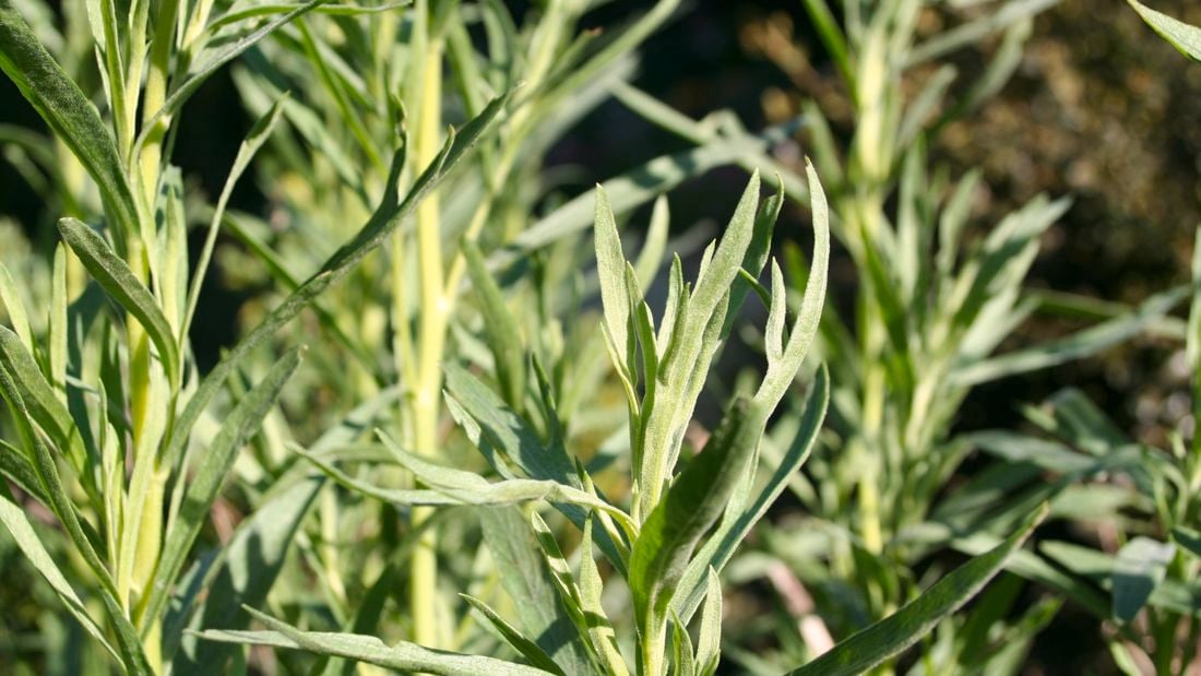 Close up of a tarragon plant.