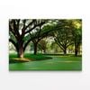 Samanea Saman Big Rain Tree  Print 100% Australian Made 75 x 50cm  (Stretched)