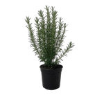 2.5L Tuscan Blue Rosemary - Rosmarinus officinalis