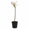250mm Dwarf Bonanza Peach - Prunus persica