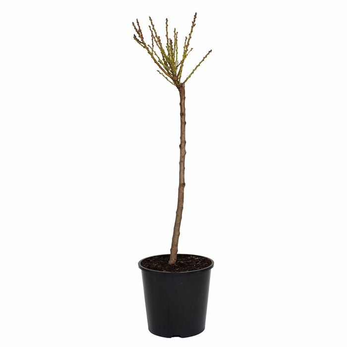 250mm Dwarf Bonanza Peach - Prunus persica