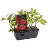 Tomato Burnley Bounty Punnet - Lycopersicon esculentum