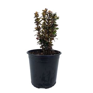 145mm Barberry - Berberis helmond Pillar