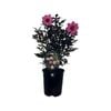 1.5L Dahlia Mystic Dreamer - Dahlia