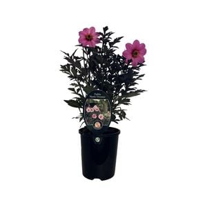 1.5L Dahlia Mystic Dreamer - Dahlia
