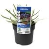 140mm Agapanthus Tinkerbell - Agapanthus praecox