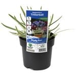 140mm Agapanthus Tinkerbell - Agapanthus praecox