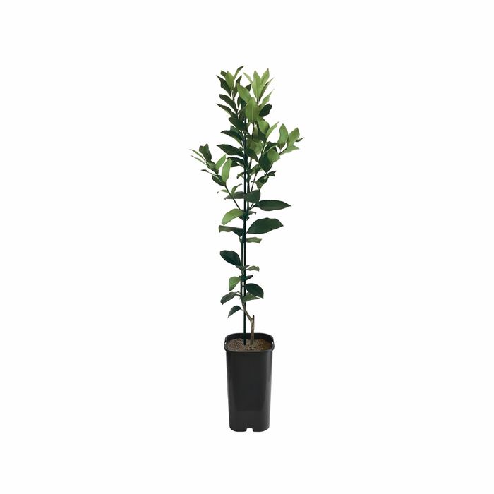 4L Meyer Lemon Grafted - Citrus meyeri