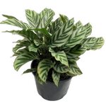 200mm Calathea Freddy - Calathea louisae