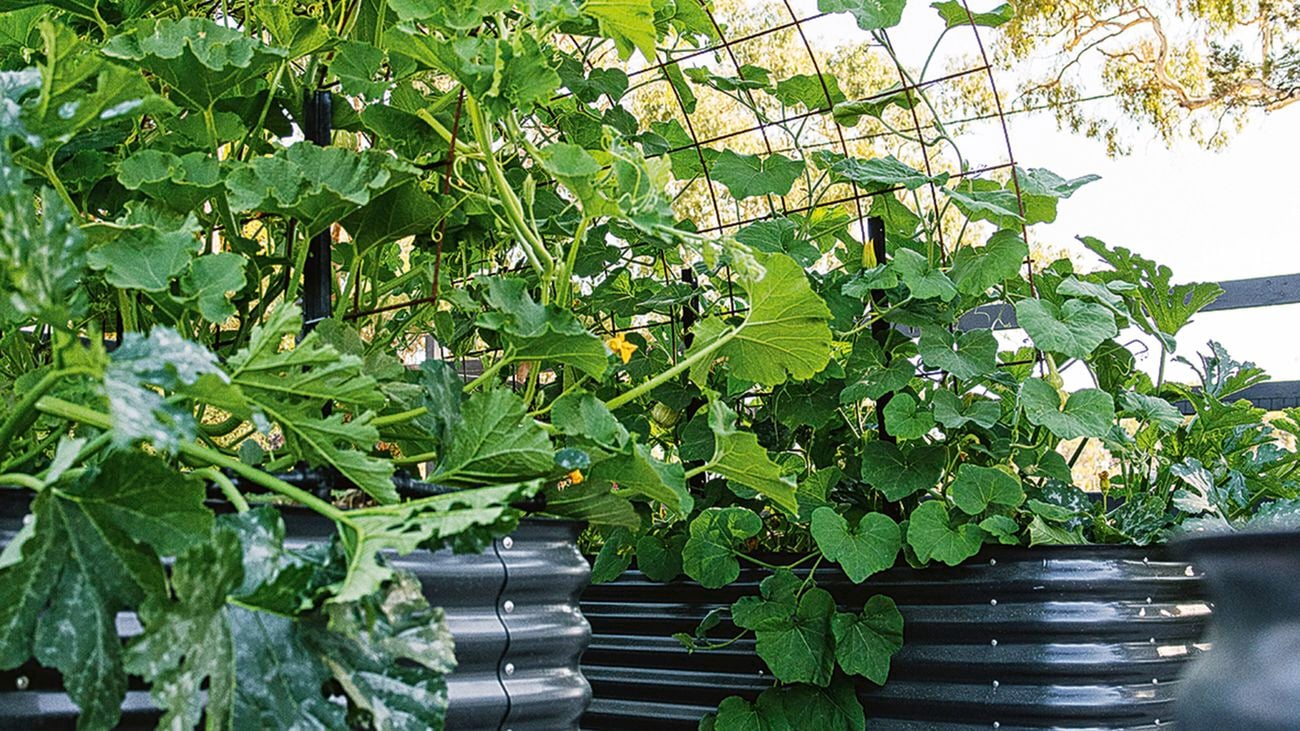 Pumpkin plants growing on an arched trellis between two raised garden beds.