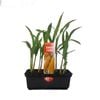 Punnet Sweet Corn - Zesa mays