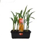 Punnet Sweet Corn - Zesa mays