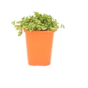 85mm Sedum Little Master - Sedum pellucida ssp. marginalis 