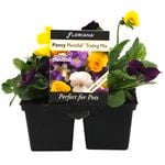 4 Cell Pansy Plentifall Mix - Viola wittrockiana - Perfect 4 Pots Range