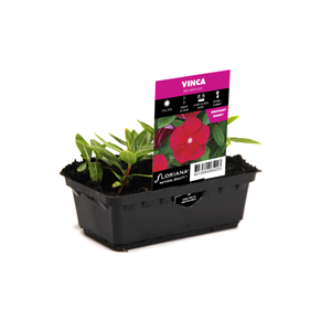 Punnet Vinca Red with Eye - Catharanthus roseus