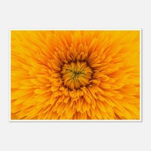 Galrie Stunning Close-Up of a Yellow Flower Fine Art Photography Print, Poster Only, A4 21 x 30cm (8 x 12inch)