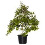270mm Weeping Lilly Pilly - Waterhousia floribunda