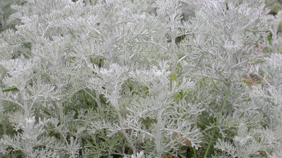 Silver foliage of the wormwood plant, also known as (Artemisia absinthium).