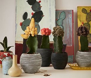 Various cacti in pots