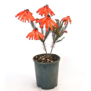 150mm Red Hairy Heath - Erica cerinthoides