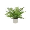 Elephant's Foot, Exotic Plant, Rare Plant, Live Plant in 4 Pot