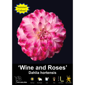 Yarra Valley Bulbs Wine And Roses - 1 Pack