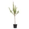 270mm Crepe Myrtle - Lagerstroemia tuscarora