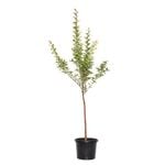 270mm Crepe Myrtle - Lagerstroemia tuscarora