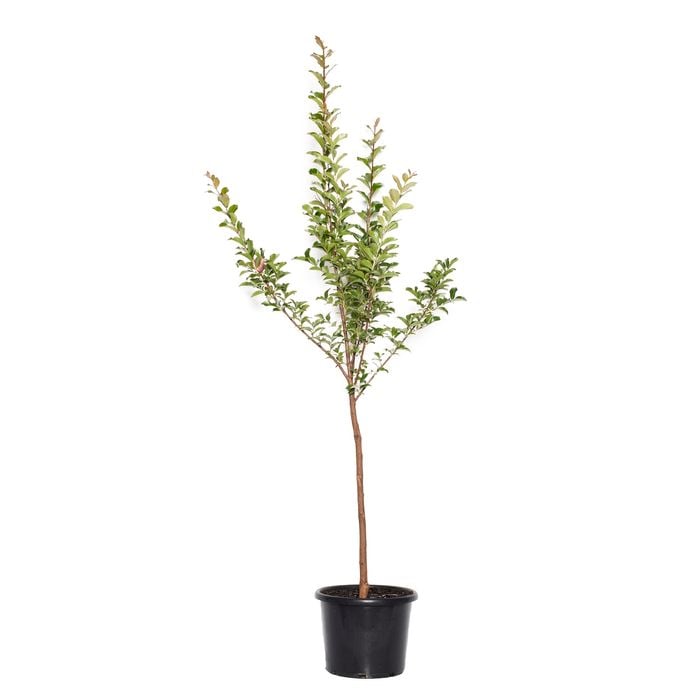 270mm Crepe Myrtle - Lagerstroemia tuscarora