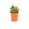 85mm Bright & Easy - Crassula Albiflora