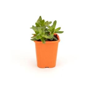 85mm Bright & Easy - Crassula Albiflora