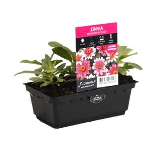 Punnet Zinnia Profusion Bi Colour - Zinnia hybrida