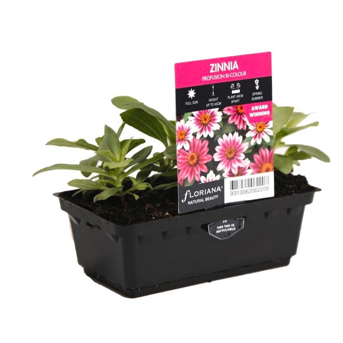 Punnet Zinnia Profusion Bi Colour - Zinnia hybrida