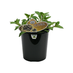 1.5L Midnight Gold - Petunia