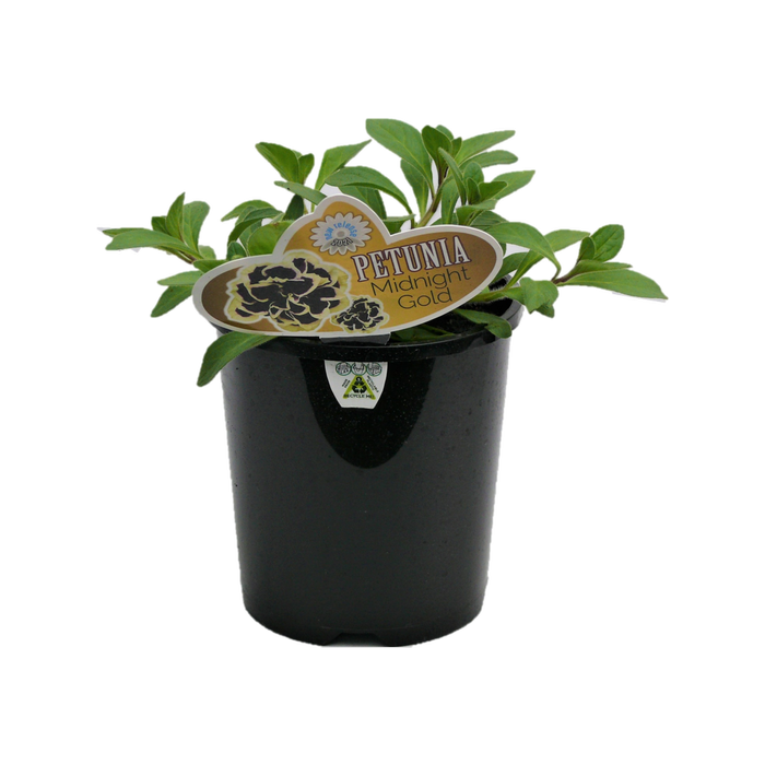 1.5L Midnight Gold - Petunia