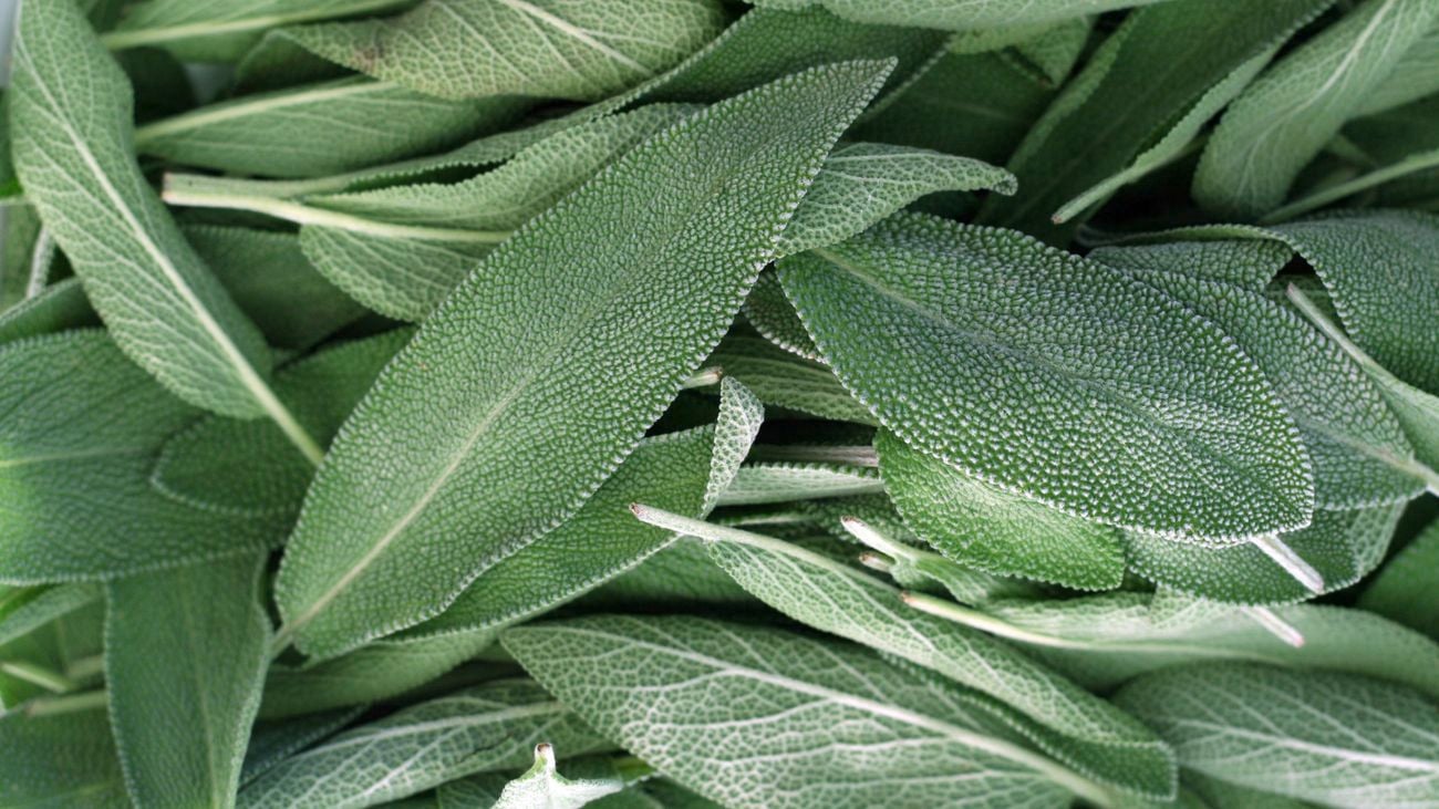 Sage.
