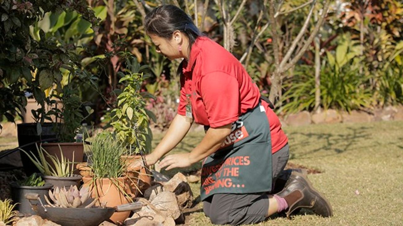 A Bunnings team member harvesting from the garden