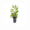 200mm Shady Lady Crimson - Telopea speciosissima Oreades