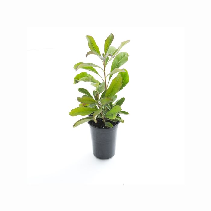 200mm Shady Lady Crimson - Telopea speciosissima Oreades