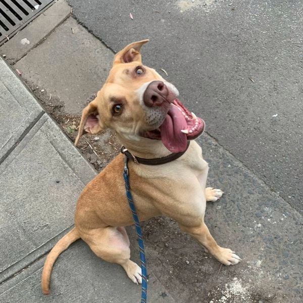 A dog on leash sitting down.