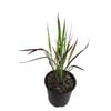 1.9L Japanese Blood Grass - Imperata cylindrica