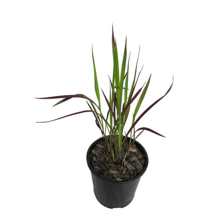 1.9L Japanese Blood Grass - Imperata cylindrica