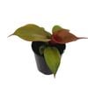 125mm Blushing Philodendron - Philodendron erubescens Red Heart
