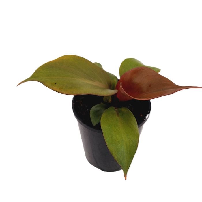 125mm Blushing Philodendron - Philodendron erubescens Red Heart