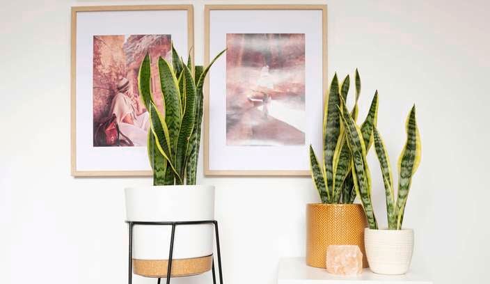 Three snake plants in modern pots.